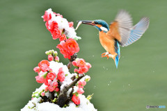 ボケの花とカワセミ