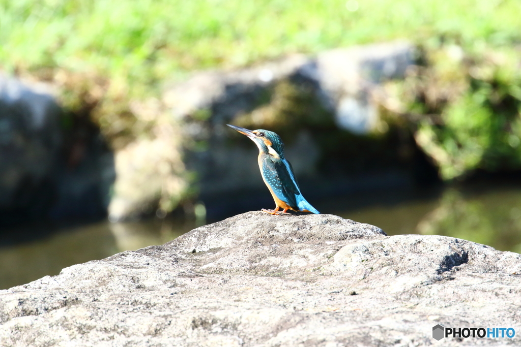 カワセミ