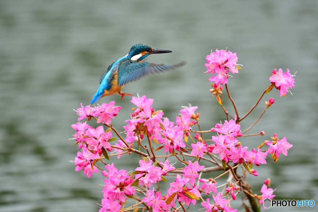 吉野ツツジとカワセミ