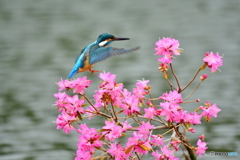 吉野ツツジとカワセミ
