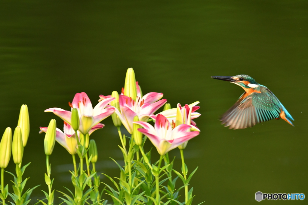 スカシユリとカワセミ