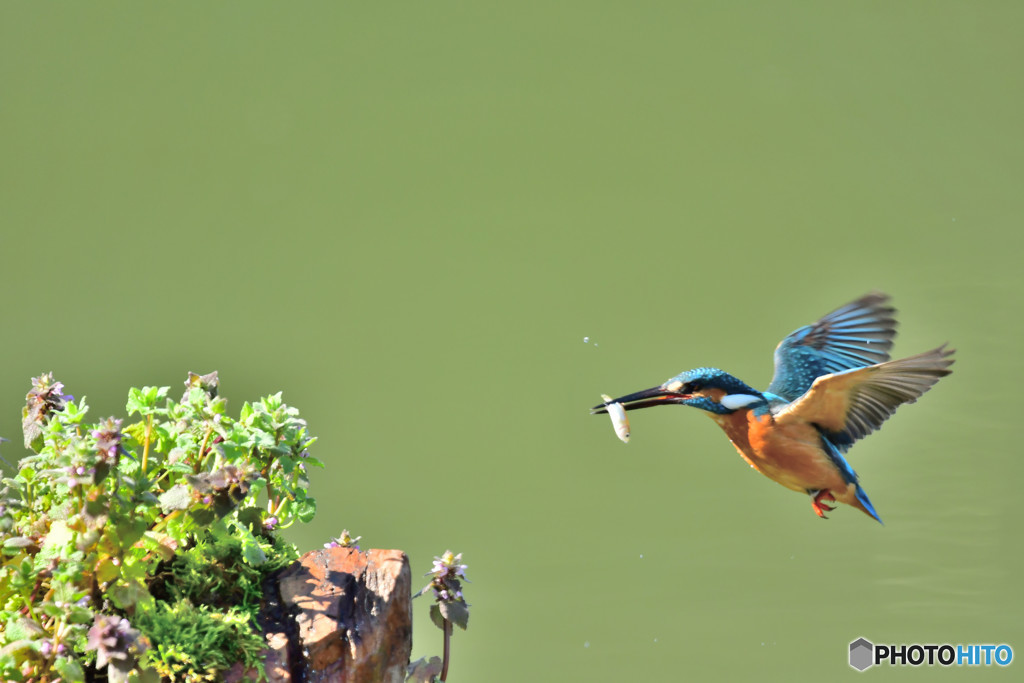 姫踊り子草とカワセミ