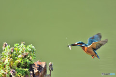 姫踊り子草とカワセミ