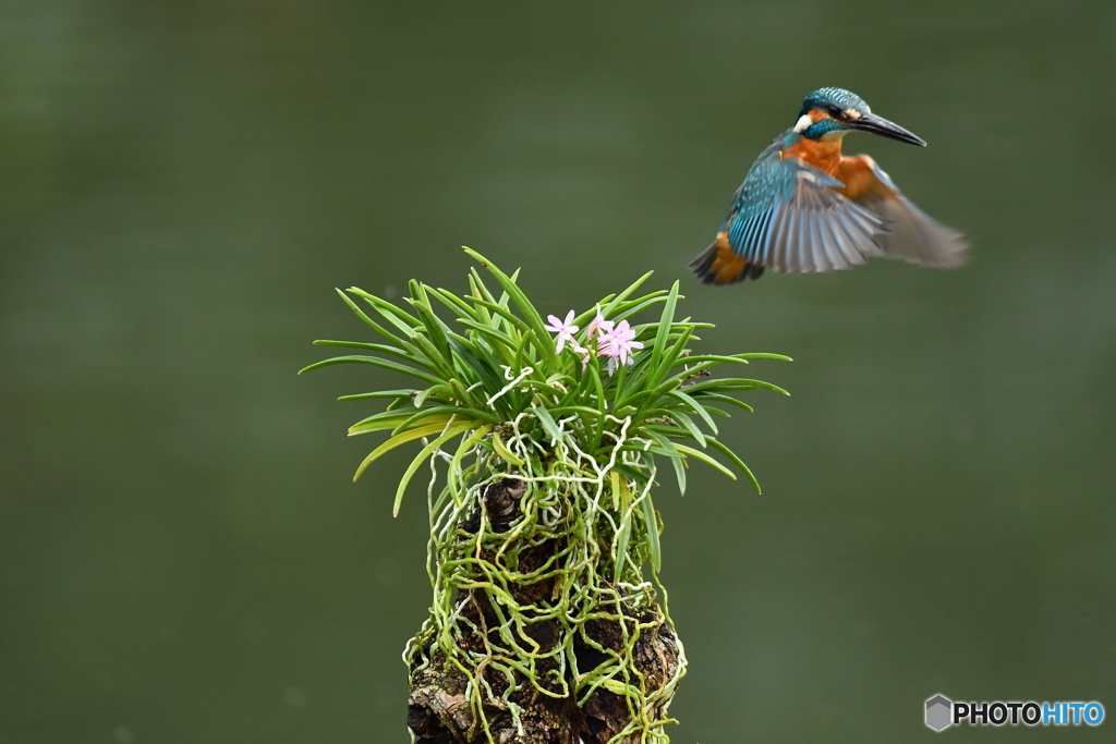 富貴蘭とカワセミ