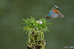富貴蘭とカワセミ