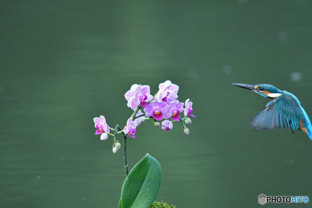 胡蝶蘭とカワセミ