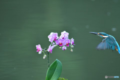 胡蝶蘭とカワセミ