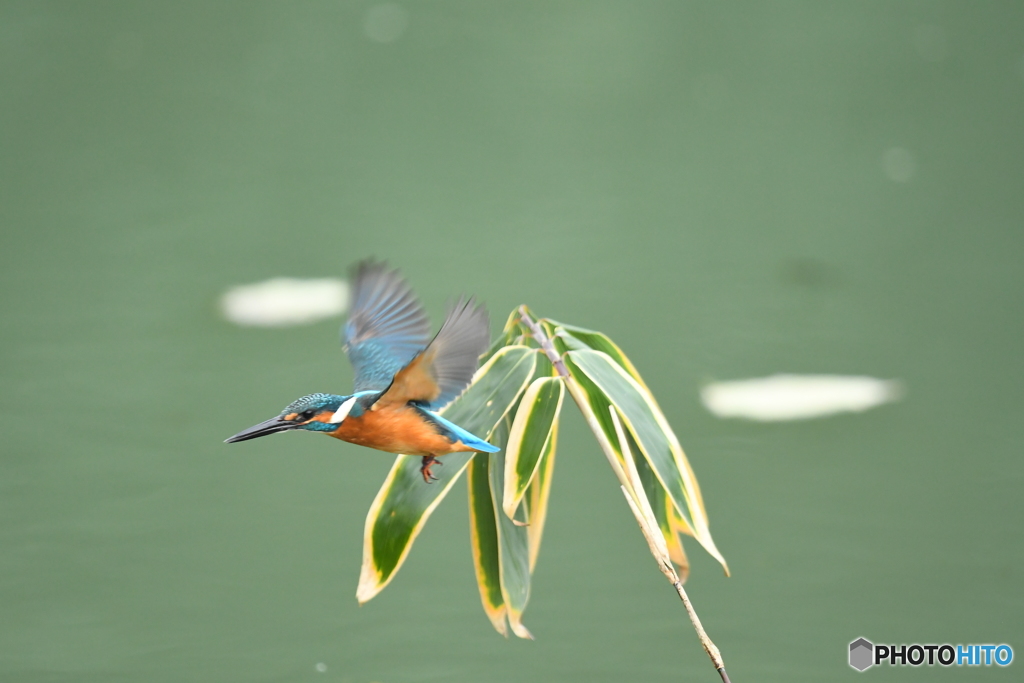 クマザサとカワセミ