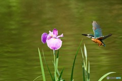 ハナショウブとカワセミ
