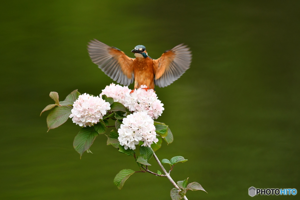 オオデマリとカワセミ