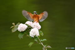 オオデマリとカワセミ