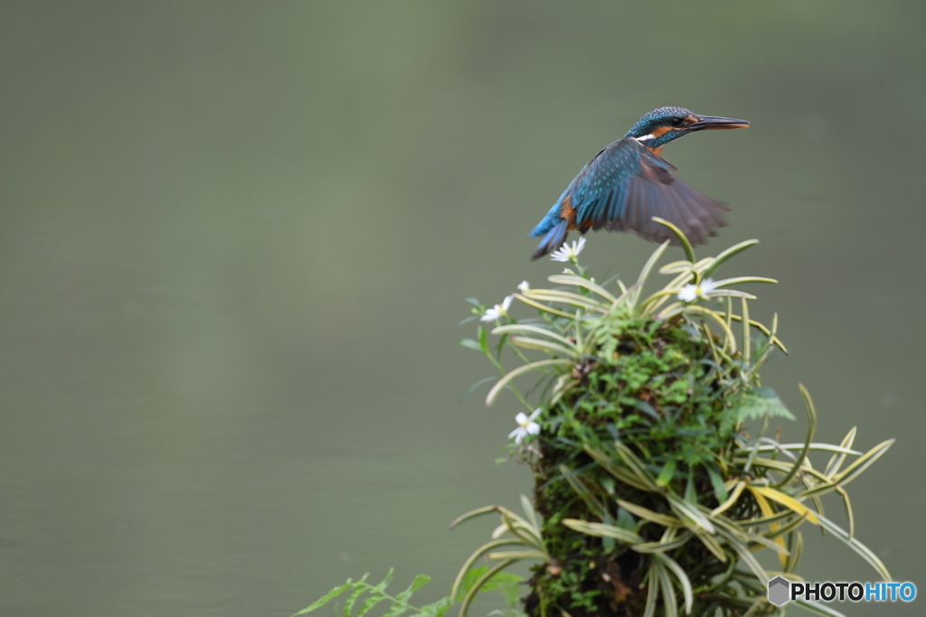 フウランとカワセミ