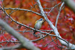 紅葉とルリビタキ