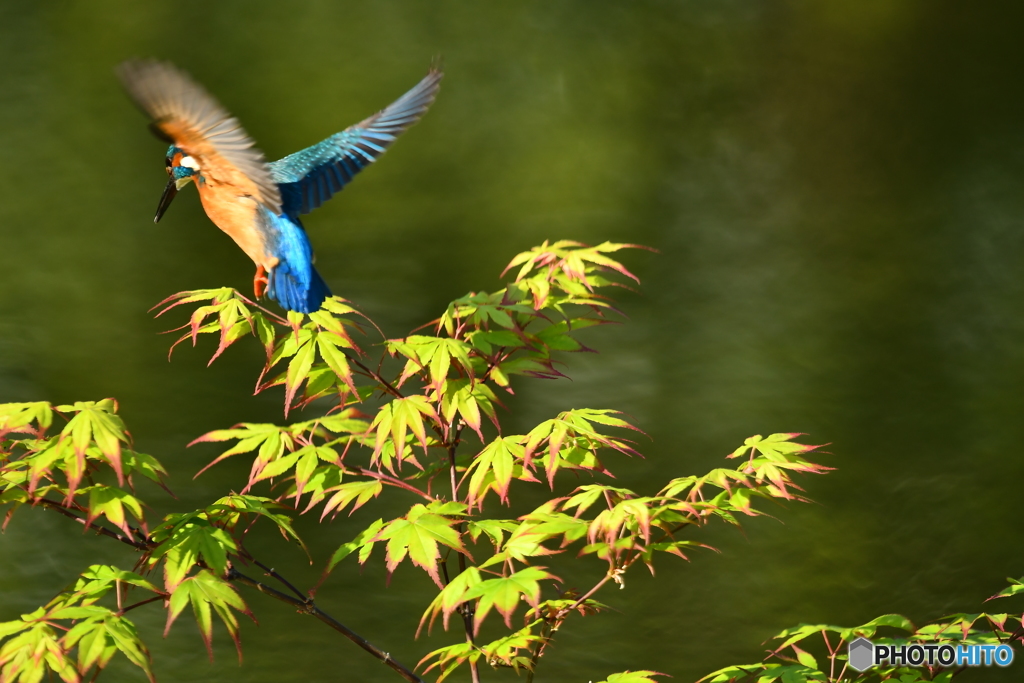 紅葉とカワセミ