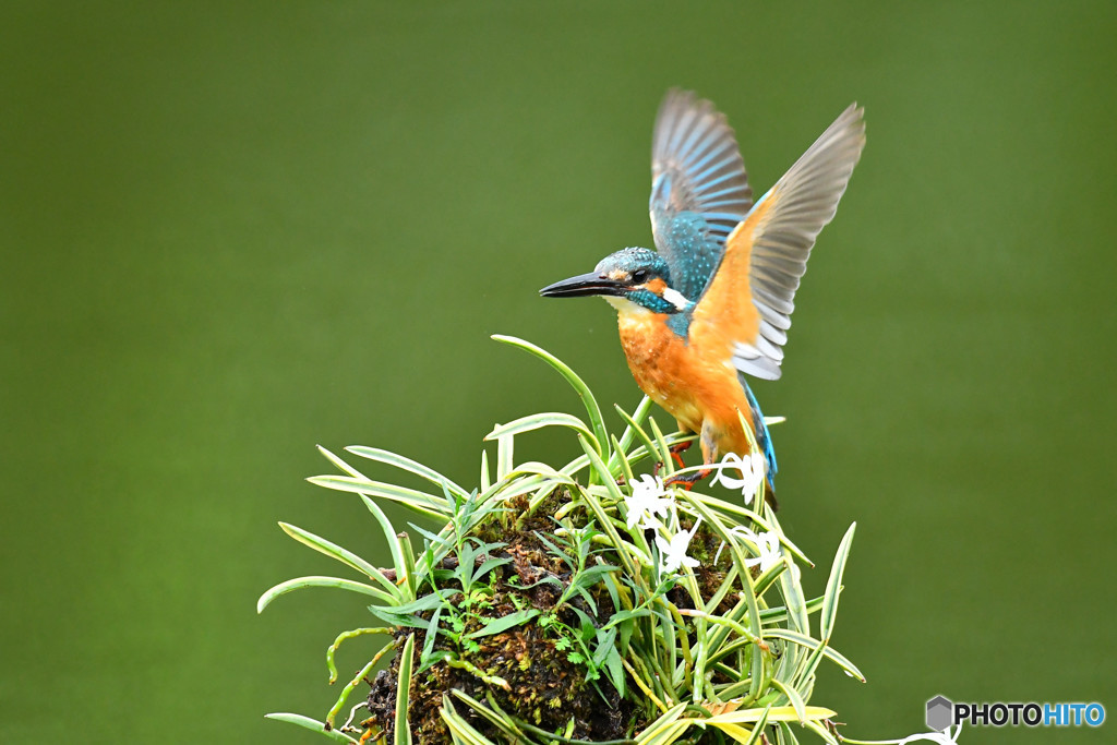 フウランとカワセミ
