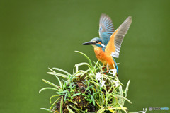 フウランとカワセミ