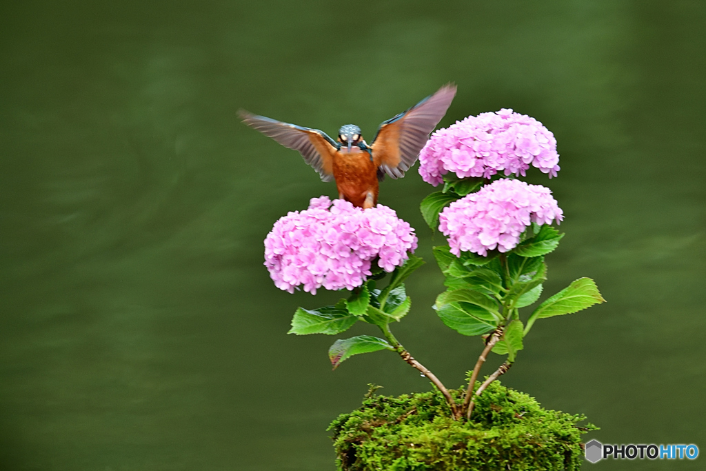 紫陽花とカワセミ