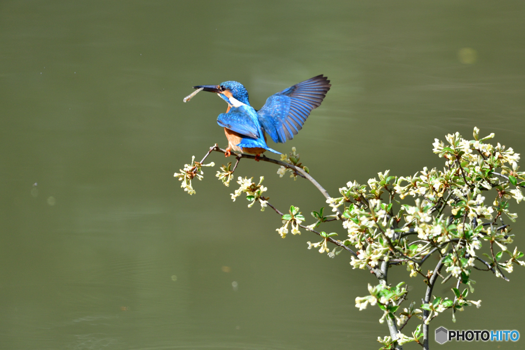 グミの花とカワセミ