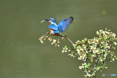 グミの花とカワセミ