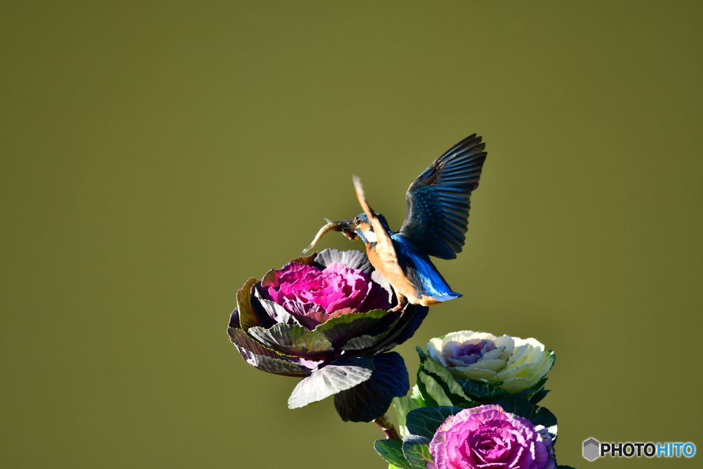 葉牡丹とカワセミ