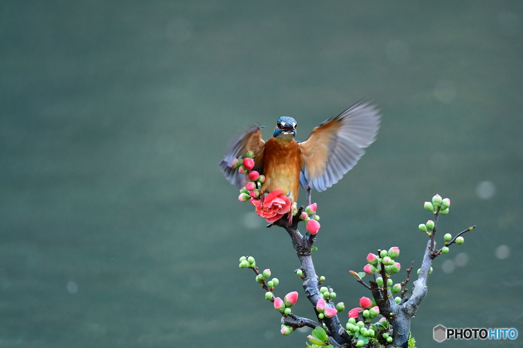 ボケの花とカワセミ