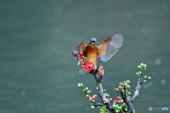 ボケの花とカワセミ
