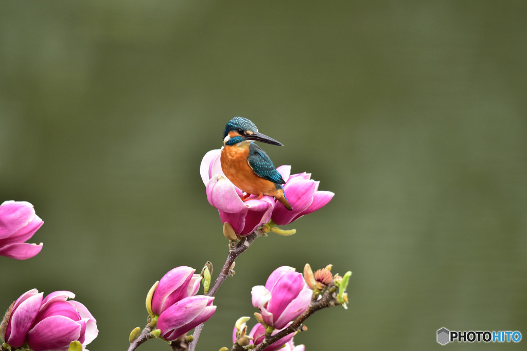 モクレンとカワセミ