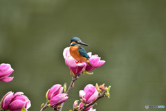 モクレンとカワセミ