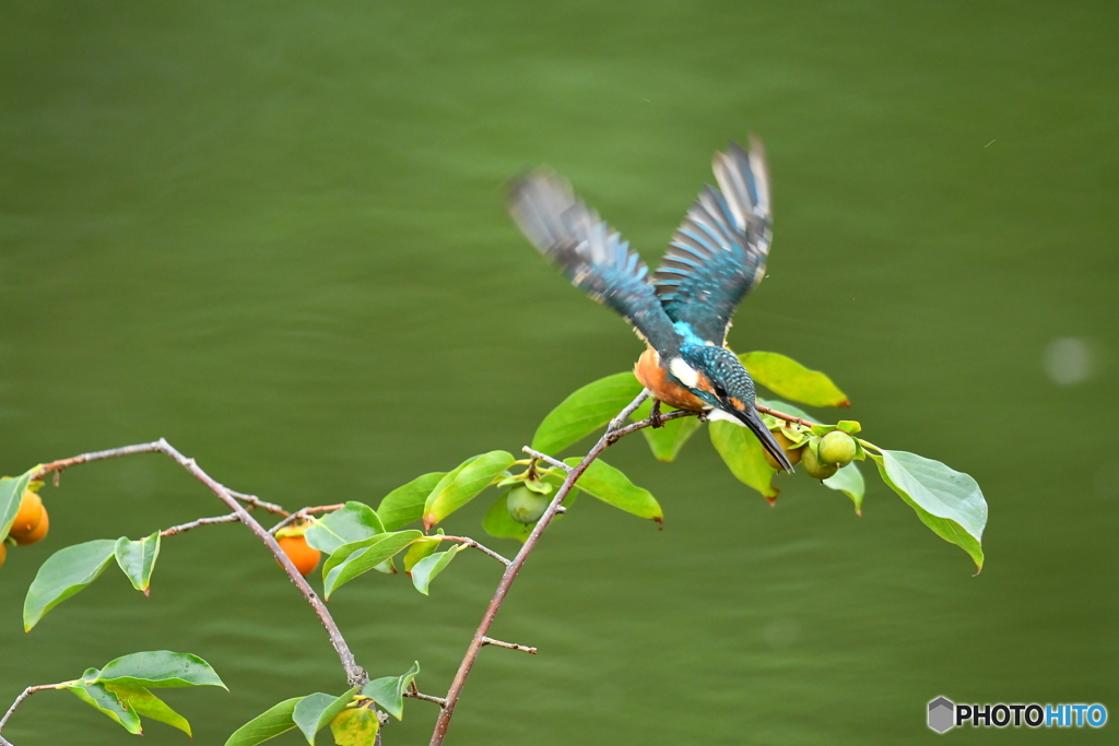 マメガキとカワセミ
