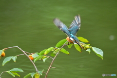 マメガキとカワセミ