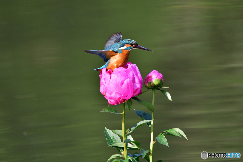 シャクヤクとカワセミ