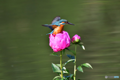 シャクヤクとカワセミ