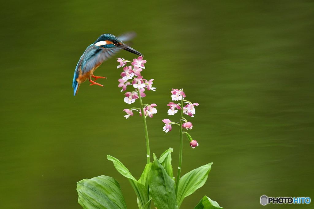 エビネランとカワセミ