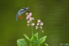 エビネランとカワセミ