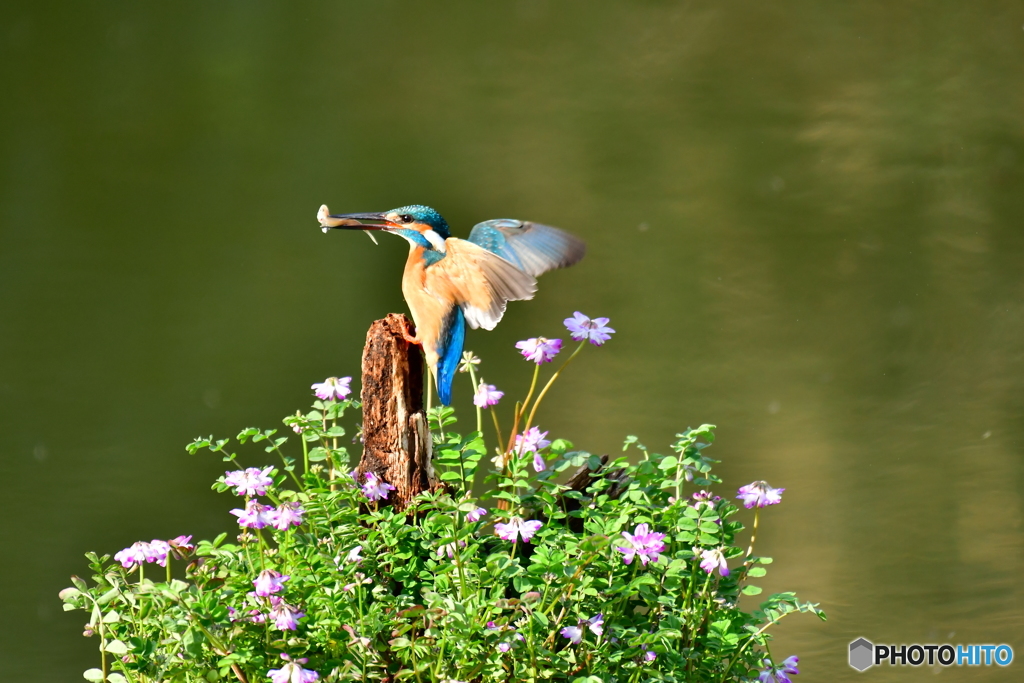 レンゲソウとカワセミ