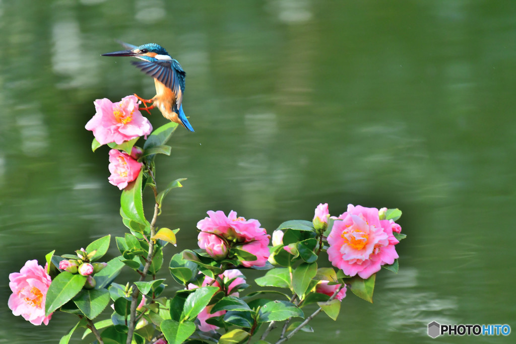 ツバキとカワセミ