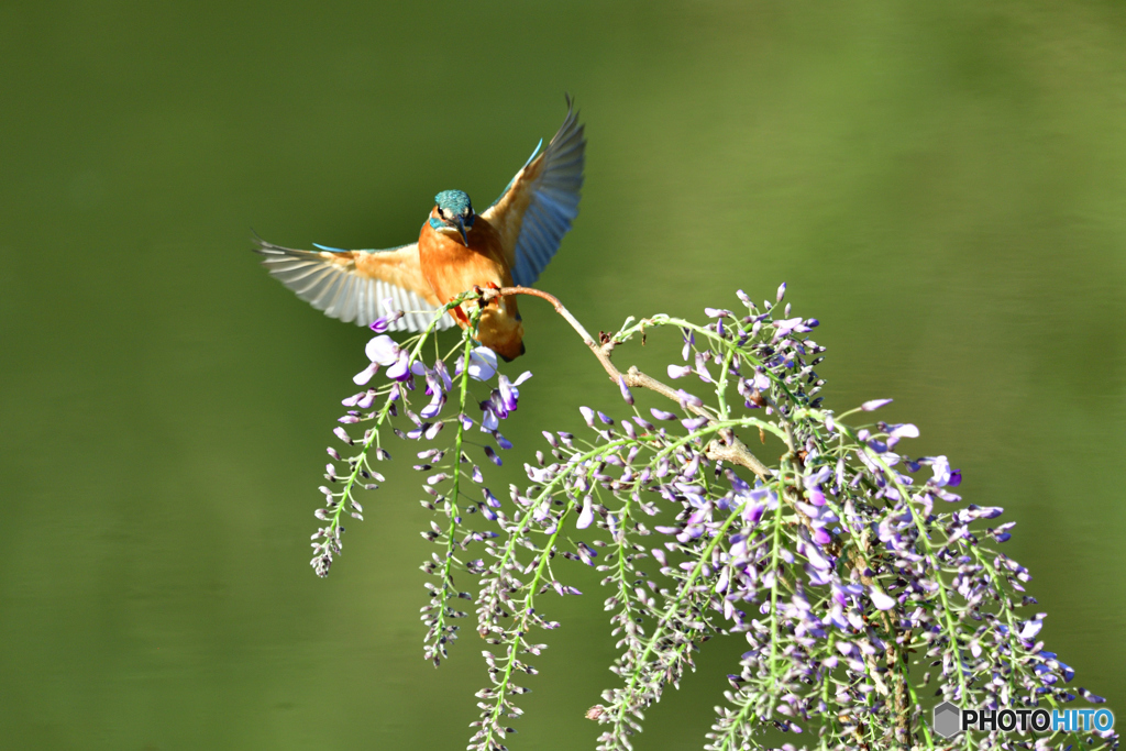 藤の花とカワセミ