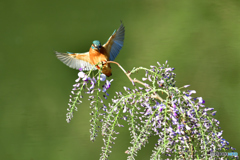 藤の花とカワセミ