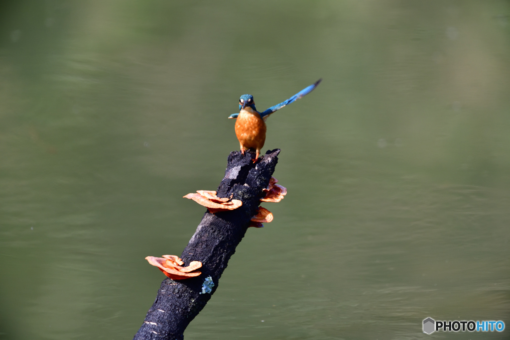 キノコとカワセミ