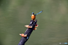 キノコとカワセミ