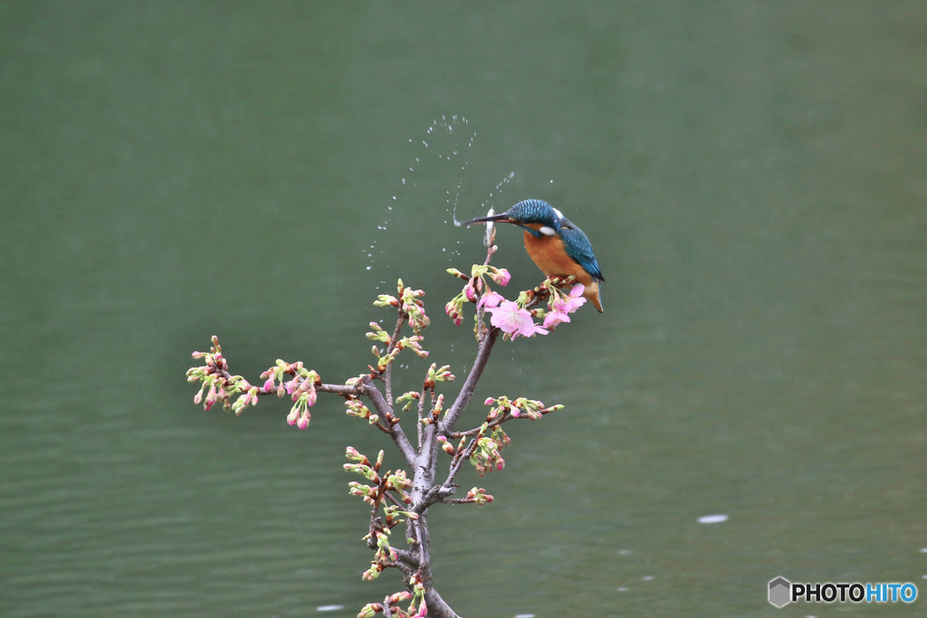 河津桜とカワセミ