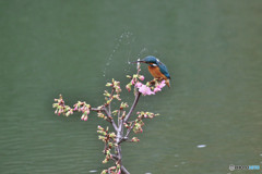河津桜とカワセミ