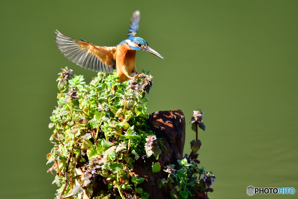 姫踊り子草とカワセミ