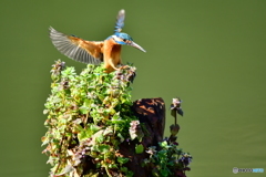 姫踊り子草とカワセミ
