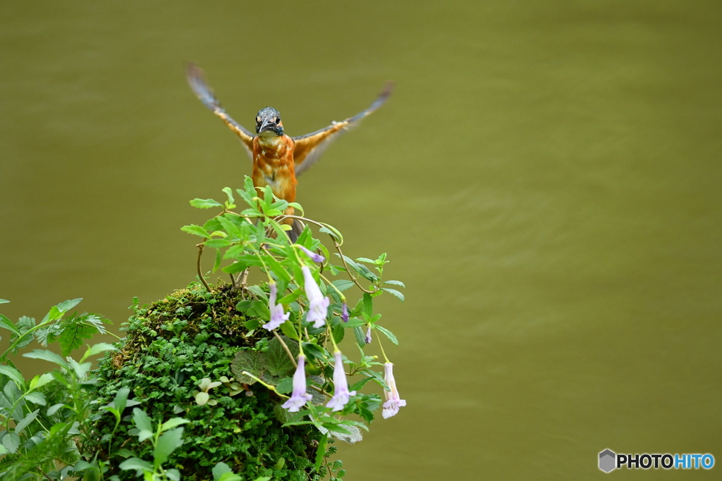 シシンランとカワセミ