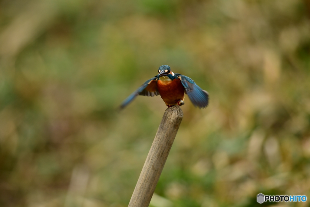 鍬の柄に止るカワセミ