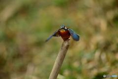 鍬の柄に止るカワセミ