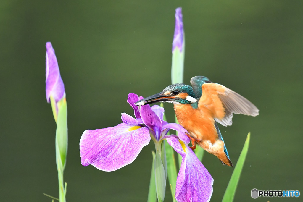 花ショウブとカワセミ