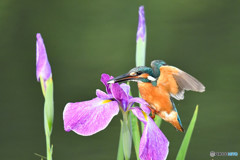 花ショウブとカワセミ