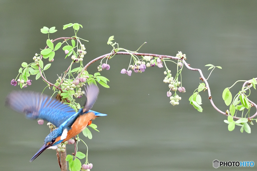 アケビの花とカワセミ